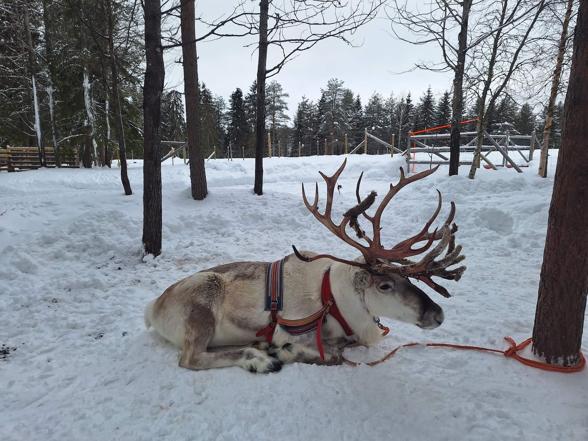 Reindeer